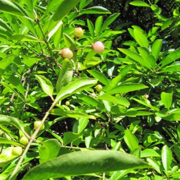 Euonymus myrianthus - Pfaffenhütchen