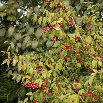 Euonymus oxyphyllus - Fusain de Corée