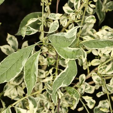 Euonymus phellomanus Silver Surprise - Pfaffenhütchen