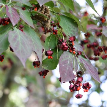 Euonymus planipes - Pfaffenhütchen