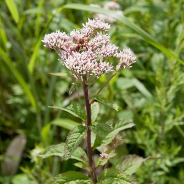 Chinesischer Wasserdost - Eupatorium chinense