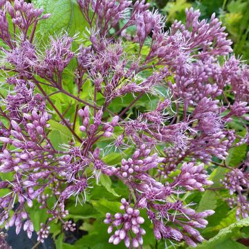 Eupatorium Baby Joe - Wasserdost