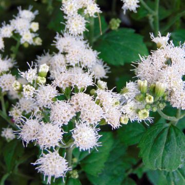 Weißer Wasserdost Lucky Melody - Eupatorium rugosum