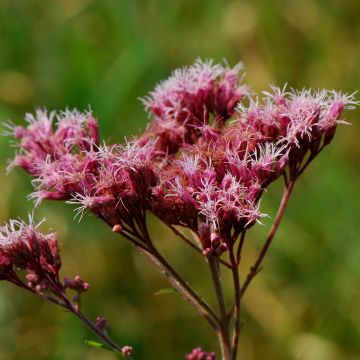 Gefleckter Wasserdost - Eupatorium maculatum