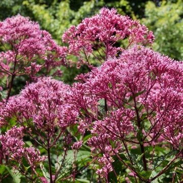 Gefleckter Wasserdost Atropurpureum - Eupatorium maculatum