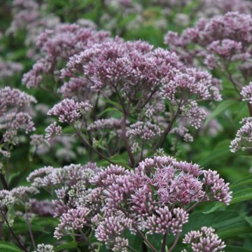 Gefleckter Wasserdost Phantom - Eupatorium maculatum