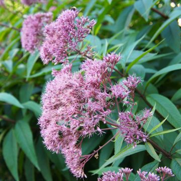 Gefleckter Wasserdost Purple Bush - Eupatorium maculatum