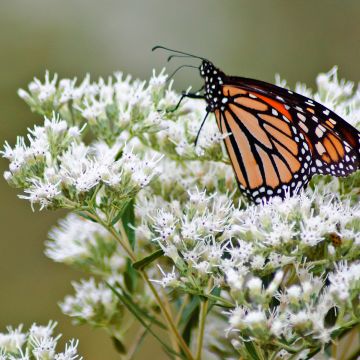 Durchwachsener Wasserdost - Eupatorium perfoliatum