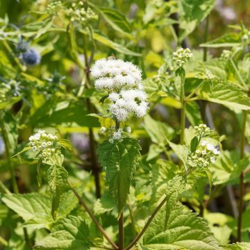 Weißer Wasserdost Braunlaub - Eupatorium rugosum