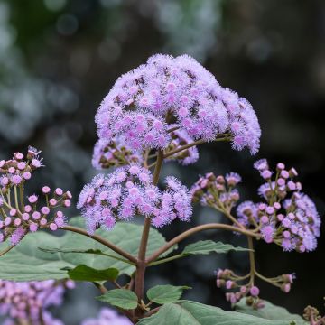 Eupatorium sordidum, Eupatoire