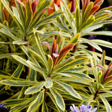 Euphorbia martinii Ascot Rainbow - Busch-Wolfsmilch