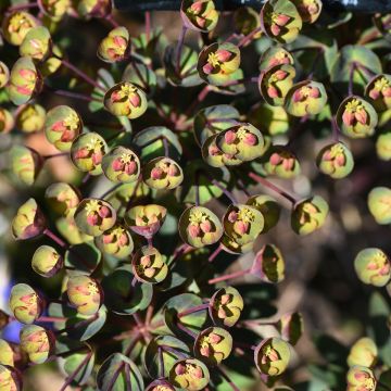 Euphorbia characias Black Bird - Palisaden-Wolfsmilch