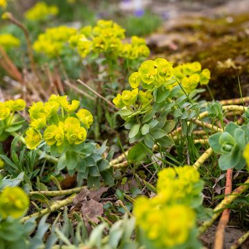 Euphorbia nicaeensis - Nizza-Wolfsmilch