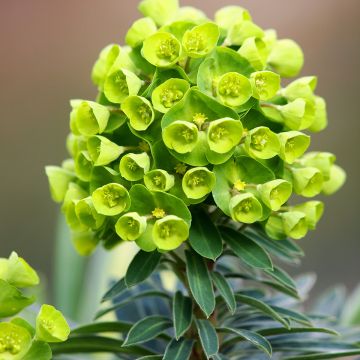 Euphorbia pseudovirgata Redwing - Wolfsmilch