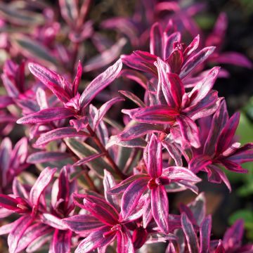 Euphorbia amygdaloïdes Frosted Flame - Mandelblättrige Wolfsmilch