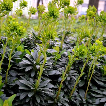 Euphorbia amygdaloïdes var. robbiae - Mandelblättrige Wolfsmilch