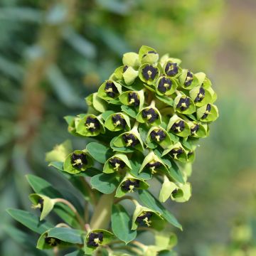 Euphorbia characias Black Pearl - Palisaden-Wolfsmilch