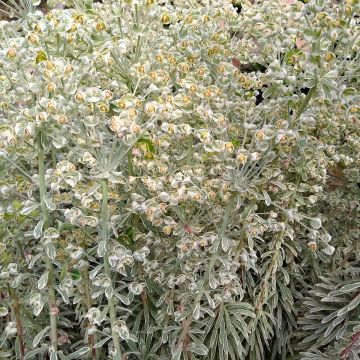 Euphorbia characias Wilcott - Palisaden-Wolfsmilch