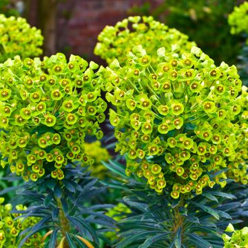 Euphorbia characias ssp. wulfenii - Palisaden-Wolfsmilch