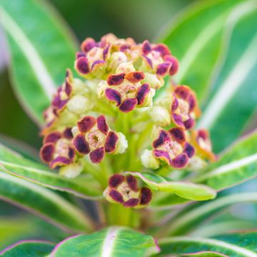 Euphorbia mellifera - Honiggebenden Wolfsmilch