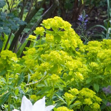 Euphorbia palustris Walenburg's Glory - Sumpf-Wolfsmilch