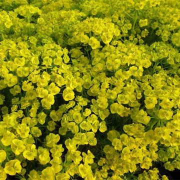 Euphorbia waldsteinii Betten - Wolfsmilch