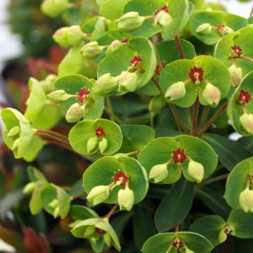 Euphorbia martinii - Busch-Wolfsmilch