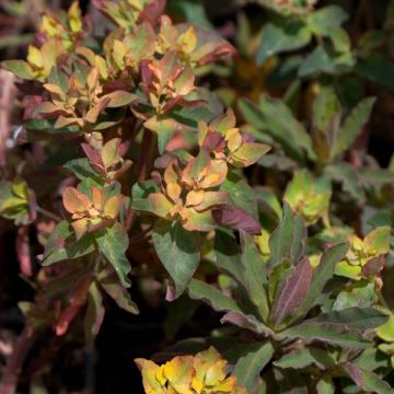 Euphorbia polychroma Purpurea - Gold-Wolfsmilch