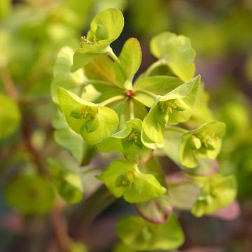 Euphorbia amygdaloïdes var. robbiae Redbud - Mandelblättrige Wolfsmilch