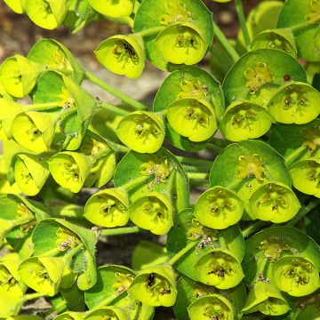 Euphorbe characias Blue Wonder