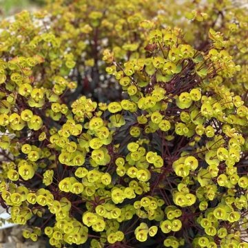 Euphorbia characias Miners Merlot - Palisaden-Wolfsmilch