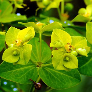 Euphorbia cornigera Goldener Turm - Horn-Wolfsmilch