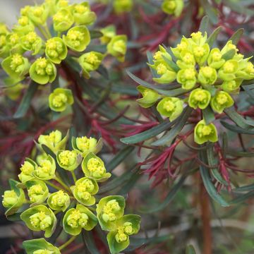 Euphorbia cyparissias Fens Ruby - Zypressen-Wolfsmilch