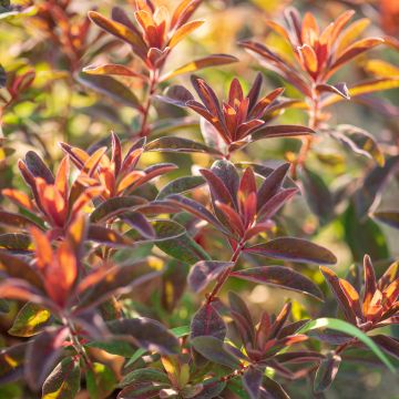 Euphorbia dulcis Chameleon