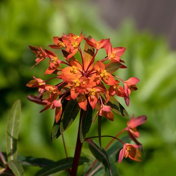 Euphorbia griffithii Dixter - Griffiths Wolfsmilch