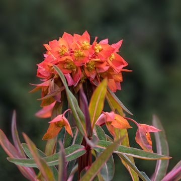 Euphorbia griffithii Fireglow - Griffiths Wolfsmilch