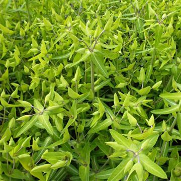 Euphorbia lathyris - Kreuzblättrige Wolfsmilch