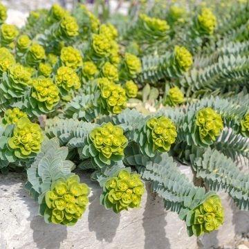 Euphorbia myrsinites - Blaugrüne Wolfsmilch