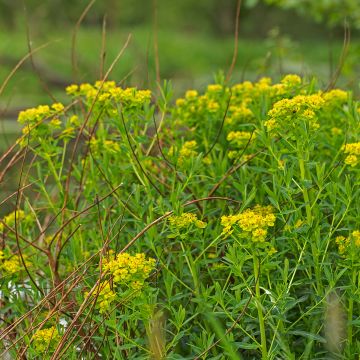 Euphorbia palustris - Sumpf-Wolfsmilch