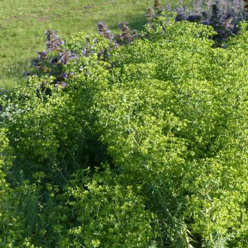 Euphorbia pithyusa subsp. cupanii Ponte Leccia - Sardische Wolfsmilch