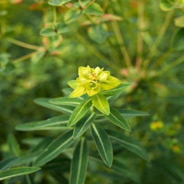 Euphorbia schillingii - Wolfsmilch