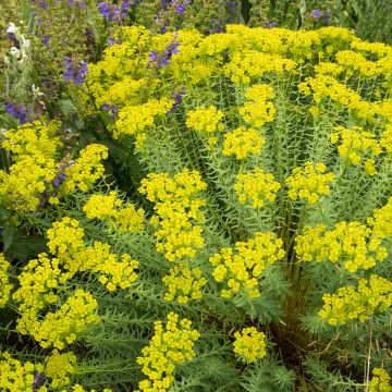 Euphorbia seguieriana subsp. niciciana - Steppen-Wolfsmilch