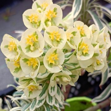 Euphorbia characias Tasmanian Tiger - Euphorbe panachée