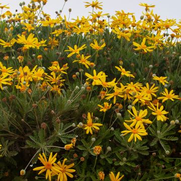 Euryops chrysanthemoides Sonnenschein - Goldmargerite