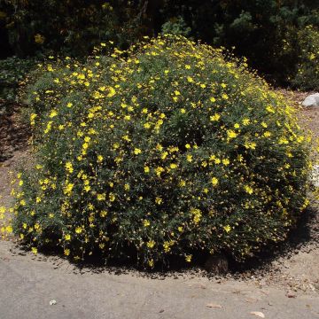 Euryops pectinatus - Goldmargerite