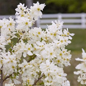 Exochorda Lotus Moon - Exochorde hybride - Arbre aux perles