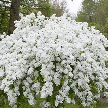 Prunkspiere Snow Mountain - Exochorda racemosa