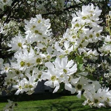 Prunkspiere Snow White - Exochorda serratifolia