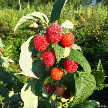 Framboisier Primeberry Autumn Fleshy - Rubus idaeus