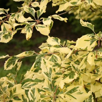 Fagus sylvatica Albomarginata - Hêtre panaché